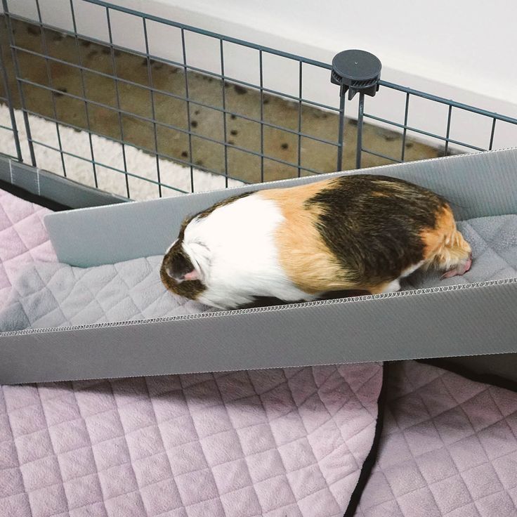 safe guinea pig bedding